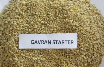 Gavran Starter